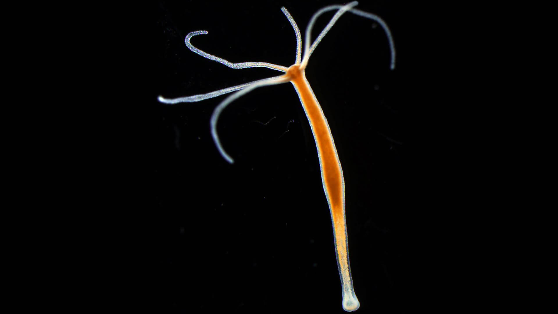 Замена hydra
