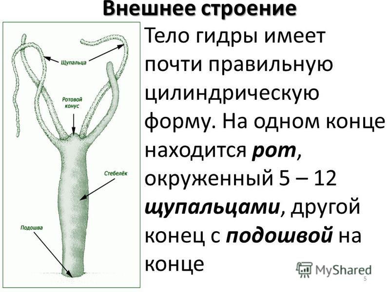 Kraken krn
